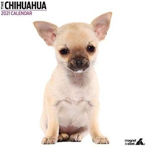 Chihuahua 2021 Moderne Kalender, 9628