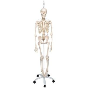 3B Scientific Wetenschappelijke Menselijke Anatomie - Functioneel Fysiologisch Skeleton Model, Hangende Stand - 3B Smart Anatomy