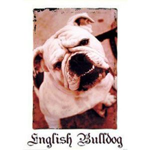Empire 15365 honden - English Bulldog, poster ca. 80 x 60 cm.