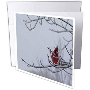 3dRose gc_16301_1 wenskaart, motief: mannelijke rode vogel op ijzige takken, 15,2 x 15,2 cm, 6 stuks
