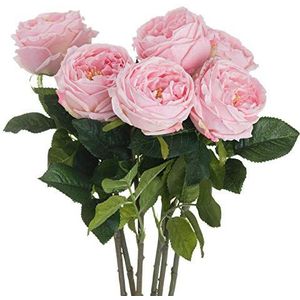 Pastel Roze Portland Rose