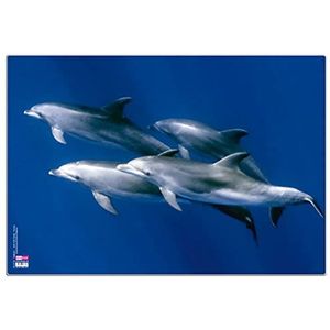 Veloflex 4650091 - bureauonderlegger poster dolfijn, grootte 35 x 50 cm, transparante anti-reflecterende beschermfolie, antislip, afwasbaar, 1 stuk