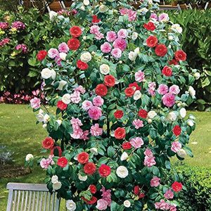 GardenersDream | Driekleurige Camellia Rood Roze Wit Robuuste struik Groenblijvende struik in pot