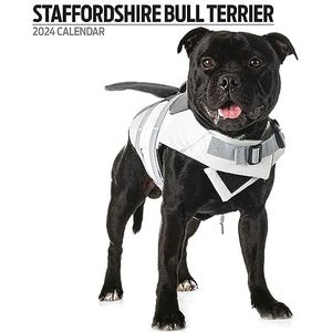 Staffordshire Bull Terrier Moderne kalender 2024