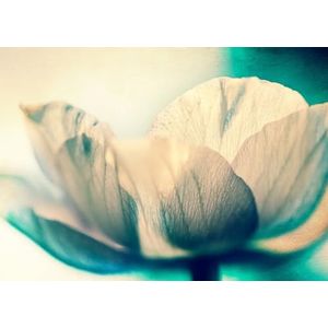 Rasch Behang 363340 - Fotobehang op vlies met een grote bloem in wit en groen uit de collectie Magicwalls - 2,65 m x 3,71 m (L x B)