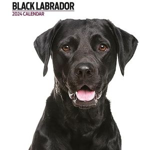 Labrador Zwart Modern 2024 Kalender
