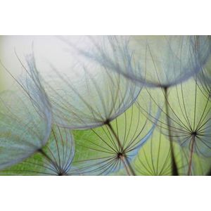 A.S. Création Behang Paardenbloemen 3,75 m x 2,50 m - WALLLOVE Behang Paardenbloemen groen, grijs incl. lijm - DD129569