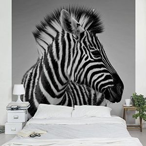 Apalis Vliesbehang Zebra Baby Portret II Fotobehang Vierkant | Fleece Behang Muurschildering Foto 3D Fotobehang voor Slaapkamer Woonkamer Keuken | Grootte: 336x336 cm, meerkleurig, 98162