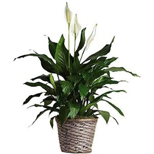 Faxiflora Spathiphyllum Plant