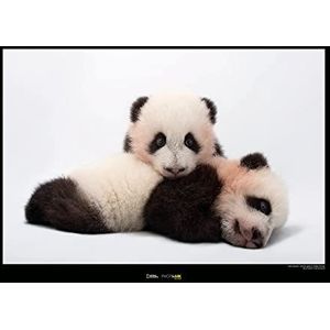 Giant Panda - Grootte: 70 x 50 cm - Komar, muurschildering, posters, kunstdruk (zonder lijst), National Geographic