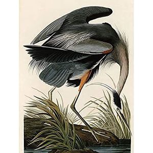 Audubon Vogels Grote Blauwe Reiger Schilderen Kunst Print Canvas Premium Muur Decor Poster Muurschildering
