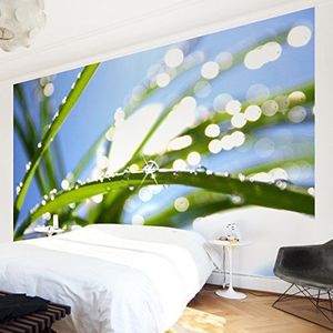 Apalis Vliesbehang, Kiss of Sun, 94953, bloemenbehang, breed, vliesbehang, wandafbeelding, foto, 3D-fotobehang voor slaapkamer, woonkamer, keuken, blauw