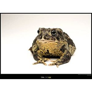 Wyoming Toad - Grootte: 70 x 50 cm - Komar, muurschildering, posters, kunstdruk (zonder lijst), National Geographic