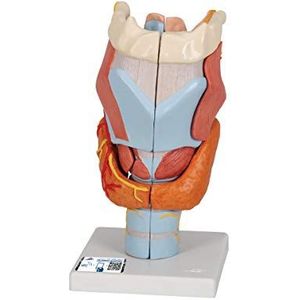 3B Scientific Menselijke anatomie - Larynx model, 2 keer volledige grootte, 7 deel + vrije anatomie software - 3B Smart Anatomy, G21