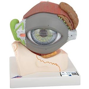 3B Scientific menselijke anatomie - oog, 5-voudig grootte, 8-delig - 3B Smart Anatomy