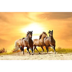 BEELD BEHANG PAPERMOON, paarden lopen in zonsondergang, vlies fotobehang, digitale druk, incl. lijm, verschillende maten