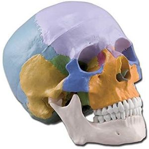 Gima 40162 model Cranio Umano, 3-delig, kleurrijk, verpakking 1 stuk