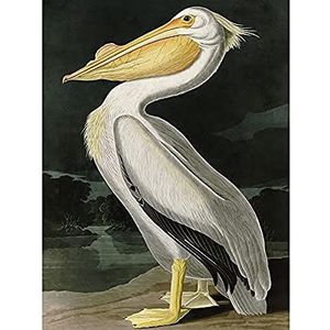 Audubon Vogels Wit Pelikaan Schilderen Unframed Muur Art Print Poster Home Decor Premium