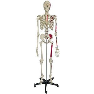 Ruediger Anatomie A200.1 Homo-skelet model met spierweergave