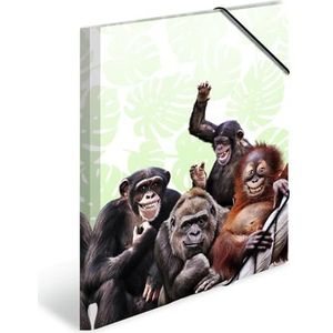 HERMA 19960 verzamelmap DIN A4 exotische dieren apenband, set van 3, stevige kunststof, opbergmap met bedrukte binnenkleppen en elastiek, documentenmap voor kinderen, jongens en meisjes