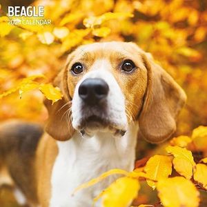 Beagle Traditional 2024 Kalender