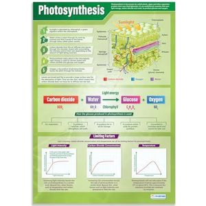 Fotosynthese-poster, gelamineerd glanzend papier, 850 mm x 594 mm (A1), wetenschappelijke diagrammen voor het klaslokaal, onderwijstabel van Daydream Education