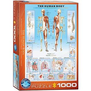 Eurographics 1000 delen – het menselijk lichaam