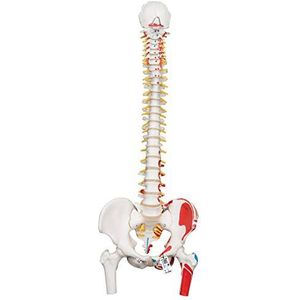 3B Scientific Menselijke anatomie – beschilderd, klassiek flexibel wervelkolommodel met dijbeensteunen en spierweergave + gratis anatomiesoftware – 3B Smart Anatomy