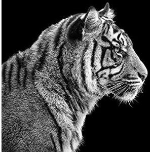 BEELD BEHANG PAPERMOON, Sumatra -Tiger-portret, vlies fotobehang, digitale druk, incl. lijm, verschillende maten