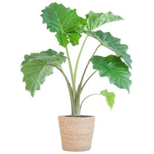 BloomPost Alocasia Portadora - mand 65-75 cm + - Kamerplant - Kamerplant die weinig onderhoud vergt - Makkelijk te kweken kamerplanten voor op kantoor - Inclusief pot