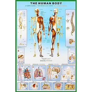 1art1 Het Menselijk Lichaam Poster Anatomy Affisch Print Plakkaat 91x61 cm
