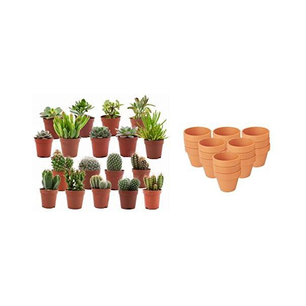 1 stuk vintage bloempot retro europa koffer vetplant potten geschenken  ontwerp planter houder voor cactus planten - Tuinartikelen kopen? |  Grootste assortiment | beslist.nl