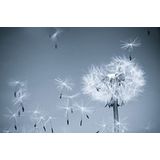 BEELD BEHANG PAPERMOON, paardenbloem in de wind, vlies fotobehang, digitale druk, ink. Klester, verschillende maten