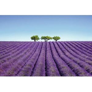 Decoratief acryl glas afbeelding in lavendel kleur 60 x 40 cm | Scenolia kwaliteit wanddecoratie | 100% gemaakt in Frankrijk