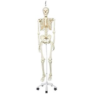 3B Scientific Anatomie Skeletmodel ""Stan"" – klassiek, op hangstandaard A10/1 – 3B Smart Anatomy