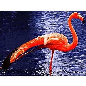 Wee Blauwe Coo Flamingo Vogel Water Roze Heldere Stretch Veer Art Print Poster Muurdecoratie 12X16 Inch