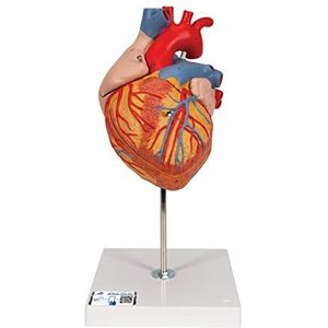 3B Scientific Menselijke anatomie - model van het hart, 2 keer zo groot als normaal, 4-delig + gratis anatomiesoftware - 3B slimme anatomie G12