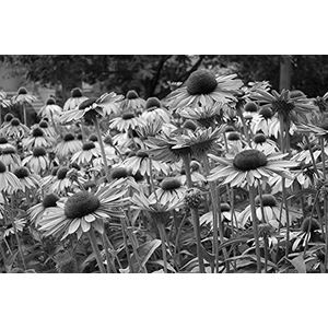 BEELD BEHANG PAPERMOON, bloemen zwart / wit, vlies fotobehang, digitale druk, inkt. Klester, verschillende maten