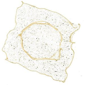 Mopec Sjaal vierkant, 23 x 23 cm, Lurex Gold, min. 24 stuks, stof, goudkleurig, 2 x 23 x 23 cm, 24 stuks