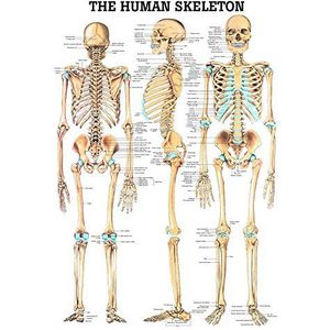 Ruedige Anatomie MIPOCH03 The Human Skeleton Tafel, 24 cm x 34 cm