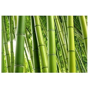 Apalis Bamboe behang vliesbehang bamboe bomen fotobehang breed | vlies behang wandbehang muurschildering foto 3D fotobehang voor slaapkamer woonkamer keuken | meerkleurig, 109030