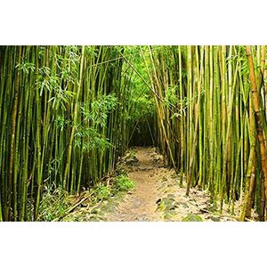 BEELD BEHANG PAPERMOON, bamboebos Hawaii, vlies fotobehang, digitale druk, incl. lijm, verschillende maten