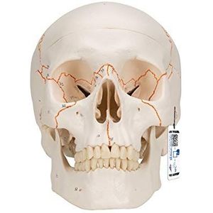 3B Scientific A21 Menselijke anatomie - genummerd klassiek model van de menselijke schedel met magnetische verbindingen, 3-delig + gratis anatomiesoftware - 3B slimme anatomie