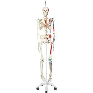 3B Scientific Menselijke anatomie skelet Max - met spierweergave en nummering - levensgroot, incl. gratis anatomiesoftware - A11 als leermodel of leermiddel - 3B Smart Anatomy