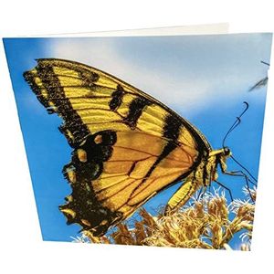 Vlinder Vierkante Blank Verjaardag Wenskaart