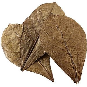 Hobby 51100 Nano Catappa Leaves, 12 stuks