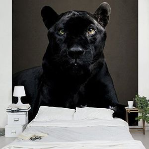 Apalis Vliesbehang Black Puma fotobehang vierkant | vliesbehang wandbehang muurschildering foto 3D fotobehang voor slaapkamer woonkamer keuken | grootte: 336x336 cm, zwart, 97514