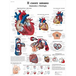 3B Scientific vr4334l van het menselijk hart, anatomie en fysiologie, 1