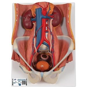 3B Scientific K32 Dual Sex Urinary System, 6 Deel + gratis anatomie software - 3B Smart Anatomy
