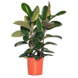 Rubberboom (Ficus elastica 'Robusta') D 24 H 85 cm